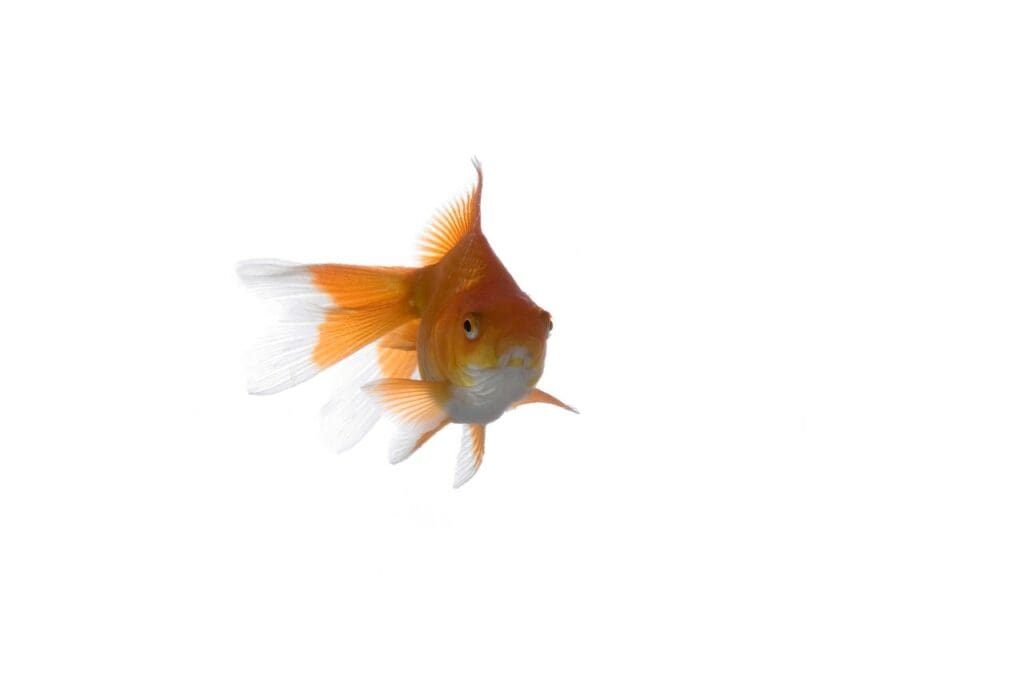 L'eau pour le poisson est le silence pour l'homme
