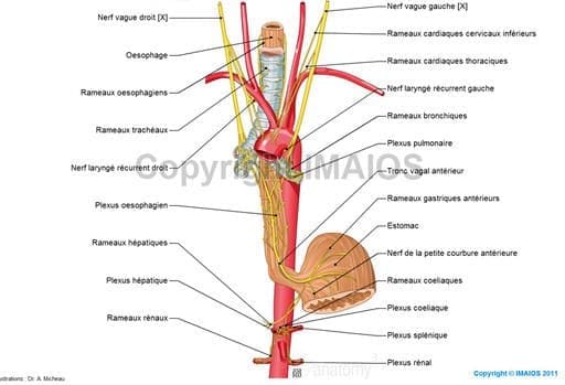 Anatomie du nerf vague et placement de l'électrode bipolaire de