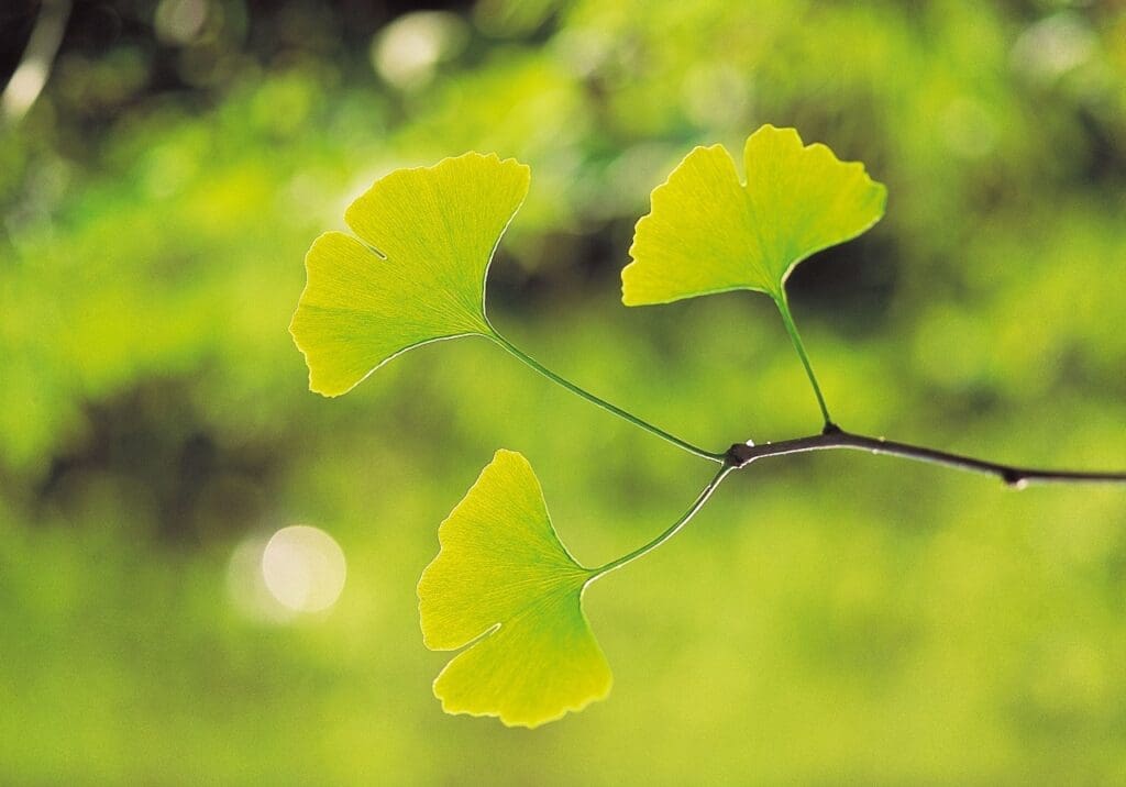 gingko-biloba (plante)