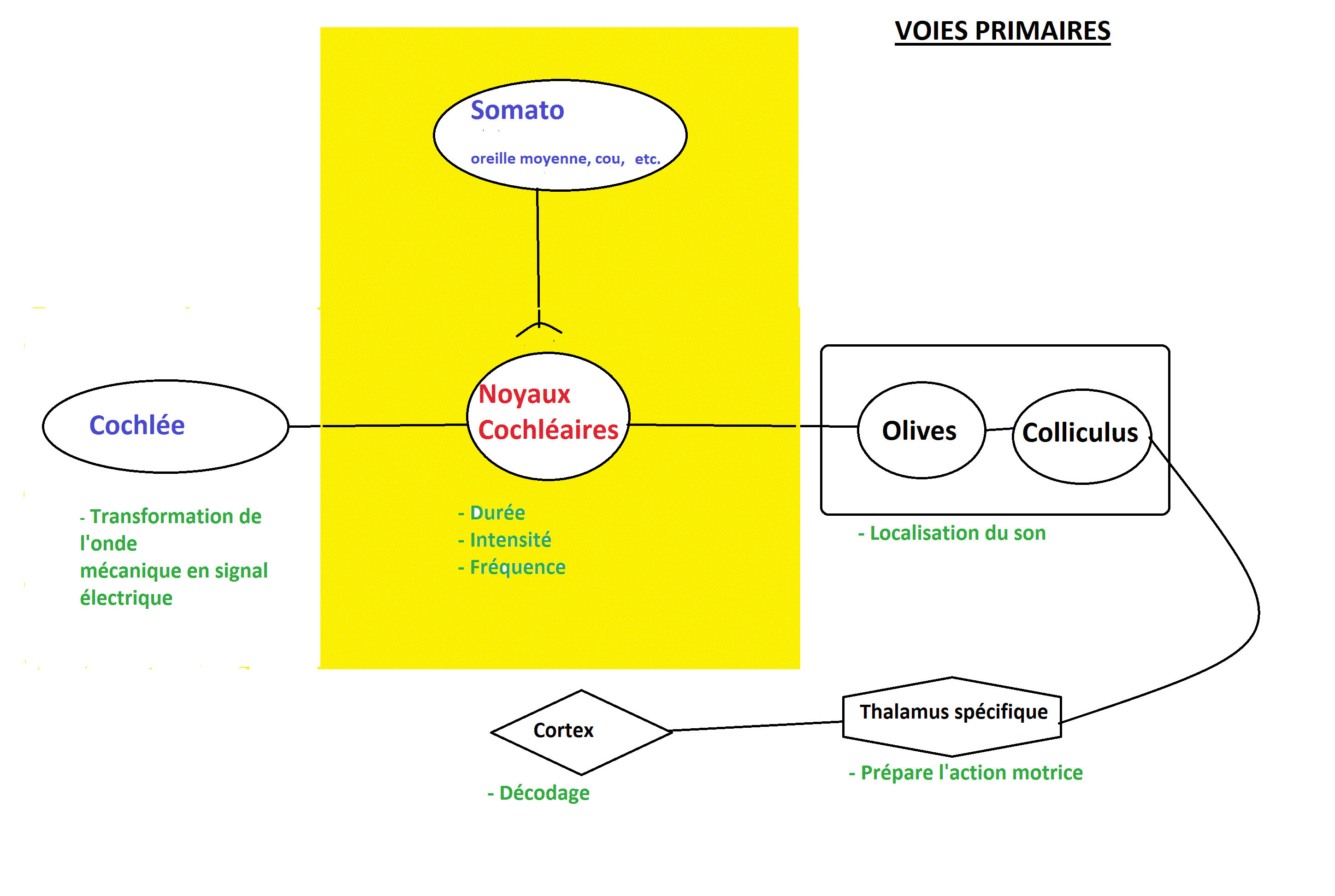 voies primaires audition