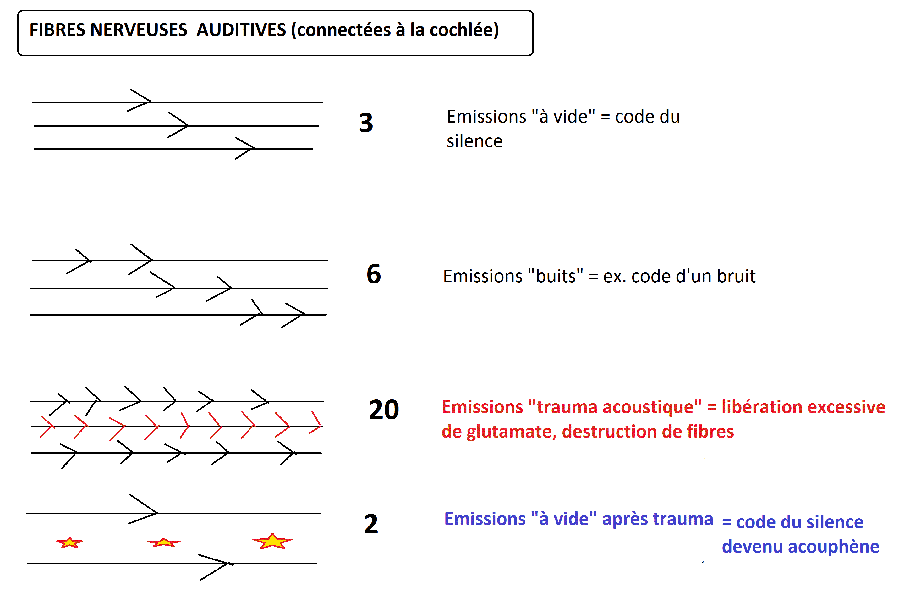fibres nerveuses auditives