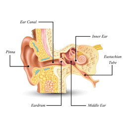 La dysfonction tubaire : Quelques conseils audiologiques pour la prévenir