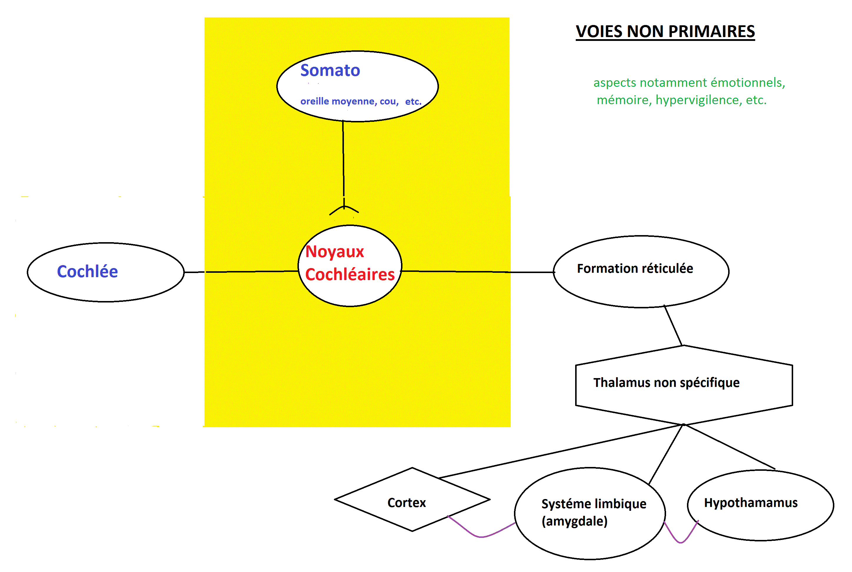 voies non primaires audition